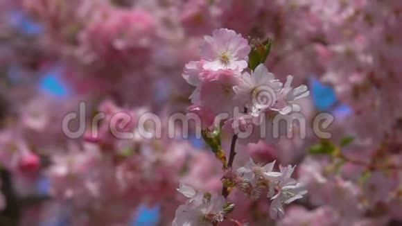 特写樱花树视频的预览图