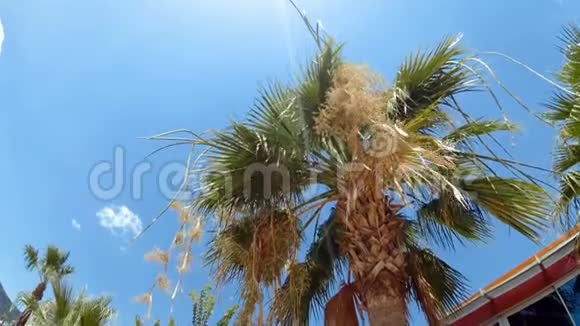 阳光明媚的4k棕榈树顶视频视频的预览图