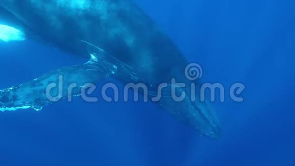 驼背鲸鱼妈妈带着小牛在蓝色的海水中接近潜水员摄影师视频的预览图