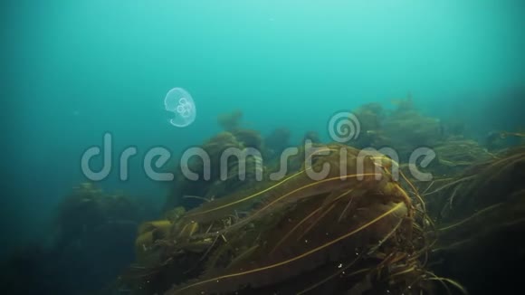 俄罗斯巴伦支海水下水母视频的预览图