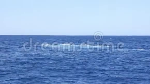 鲸鱼在太平洋的水面上摇尾巴视频的预览图