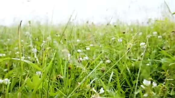 日落时草地和野花的镜头慢镜头视频的预览图