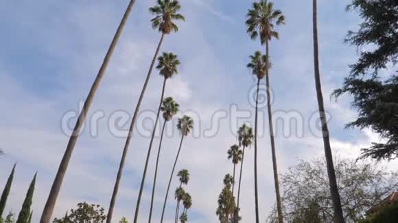 从底部向上拍摄的全景照片加州高大棕榈树4K视频的预览图