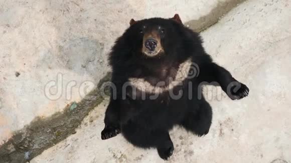 一只滑稽的喜马拉雅山黑熊站在它的后爪子上看着某人问食物的高角度肖像视频的预览图