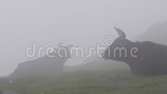 喜玛拉雅山在雾中放牧高山牧场视频的预览图