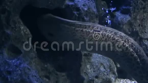 城市水族馆的海洋生物莫雷鳗视频的预览图