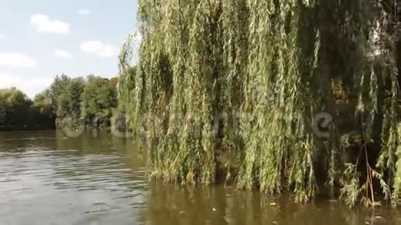 悬在水面上的柳枝视频的预览图