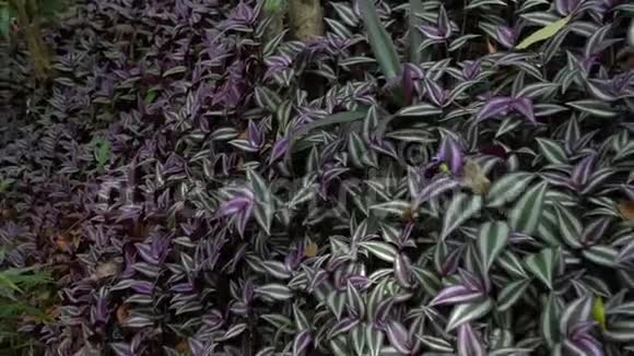 紫罗兰叶异生热带攀缘植物视频的预览图
