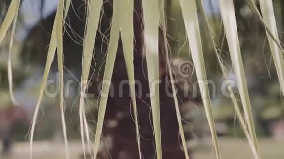 美丽的棕榈树特写视频的预览图