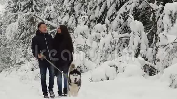 一对幸福的夫妇在冬日的松林里带着美丽的西伯利亚哈士奇走着他们在安慰视频的预览图