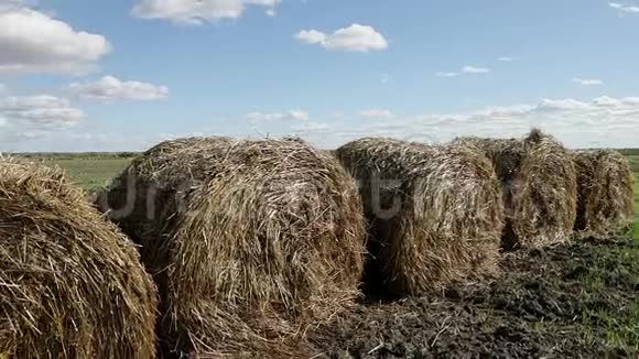 俄罗斯绿茵场上的圆草捆视频的预览图