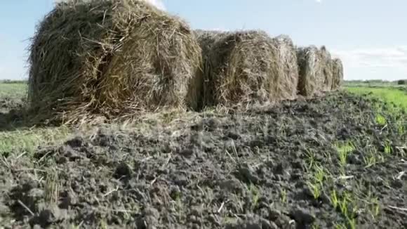 俄罗斯绿茵场上的圆草捆视频的预览图