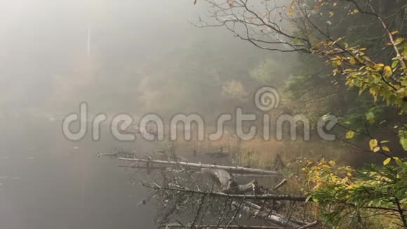 新罕布什尔州孤独湖雾日视频的预览图