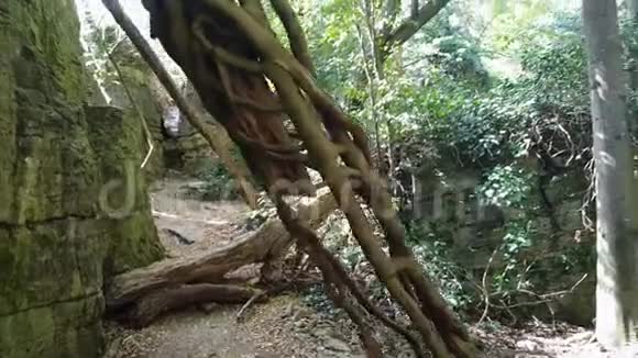 赫西干岩石花园视频的预览图