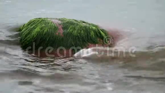 海浪冲刷着布满海藻的岩石视频的预览图