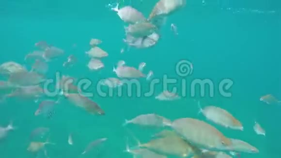 海水中的蓝色海水中的鱼视频的预览图