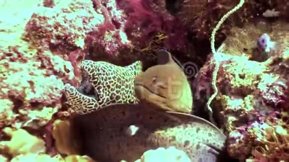 在马尔代夫的珊瑚礁海底发现了海鳗和她的朋友视频的预览图