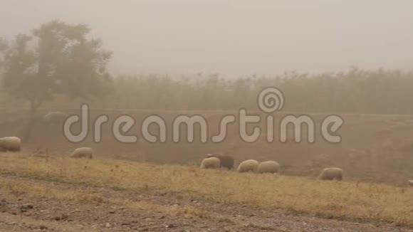 一群羊在雾中穿过乡村公路附近的小山在干燥的草地上吃草射击牧群在视频的预览图