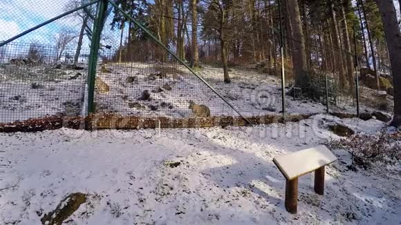 在德国雪域的哈兹林恩坐在笼子里视频的预览图