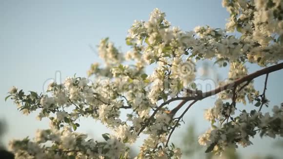 夏天一棵苹果树在蓝天上开出美丽的白花大自然视频的预览图