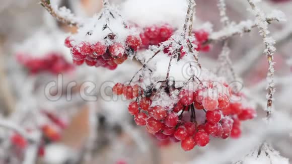 雪覆盖的Viburnum集群视频的预览图