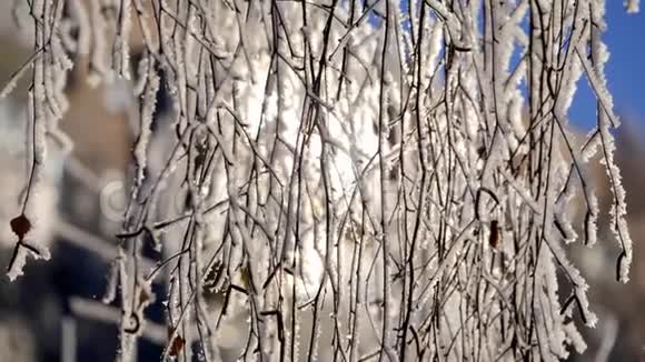 雪花从白雪覆盖的树枝上落下视频的预览图