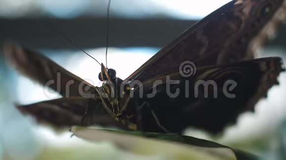 蝴蝶坐在绿叶上框架面蝇的宏视频的预览图