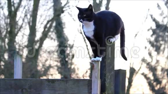 篱笆上的黑猫视频的预览图