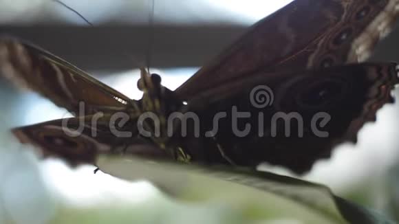 蝴蝶坐在绿叶上框架面蝇的宏观视频的预览图