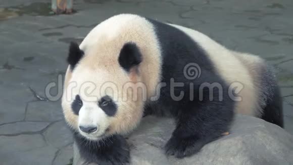 休息大熊猫熊的特写镜头熊猫在炎热的日子睡在动物园的石头上视频的预览图