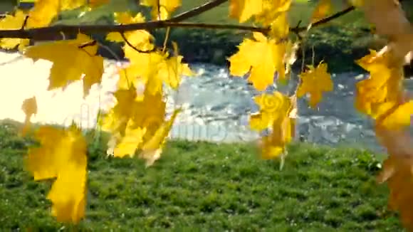 黄枫叶在风中缓慢地随着河流移动视频的预览图