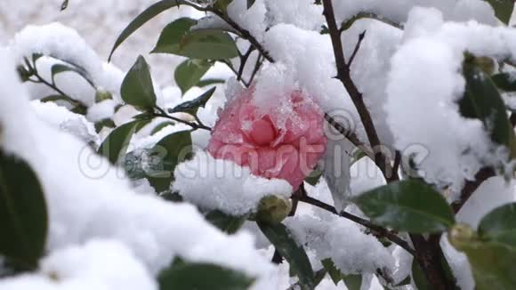 雪中的花视频的预览图