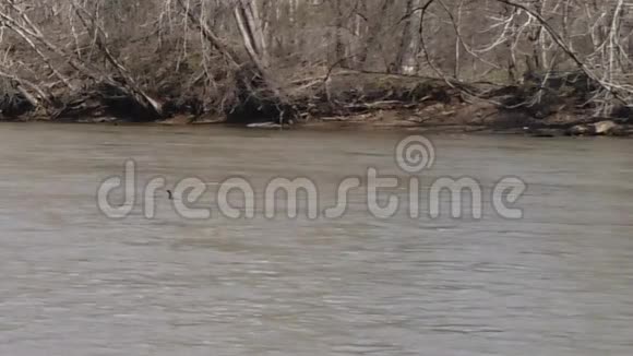 查塔霍切河GA慢动作鹅从水中起飞视频的预览图