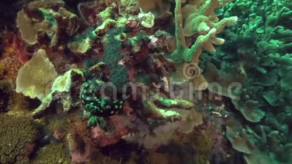在阿坡岛珊瑚中的视频的预览图