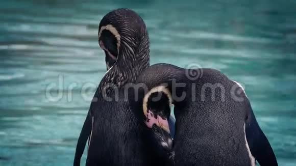 企鹅在水边捕食视频的预览图