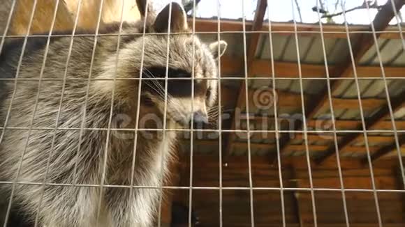户外浣熊在一个牢房动物园里视频的预览图