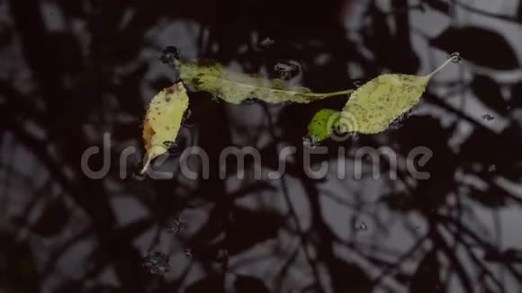 水中的倒影树叶和昆虫在黑暗的水面上视频的预览图