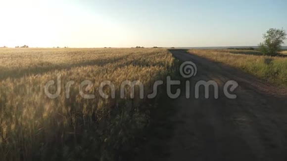 谷物收获在夏天成熟大片成熟的小麦和一条乡村道路小麦的穗子和谷粒摇动着视频的预览图