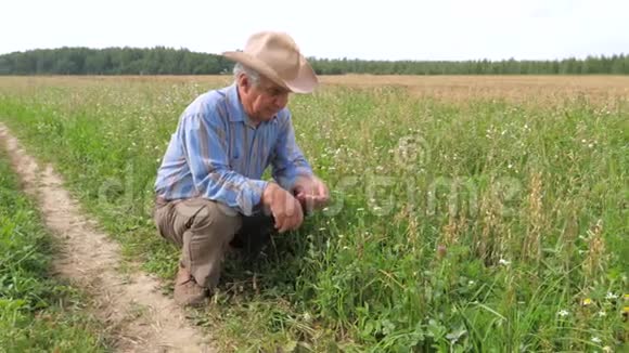 牛仔帽中的老农农业田谷物作物的熟度视频的预览图