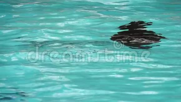 海豹慢慢地游泳跳出水面视频的预览图