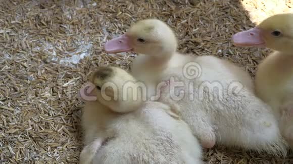 家禽养殖场小鸭子视频的预览图