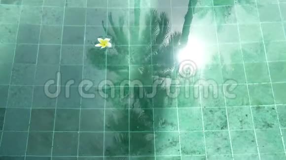 花白梅花在池水中漂浮棕榈树在夏季阳光明媚的日子里影响着池水视频的预览图