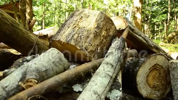 堕落的木头森林的破坏森林里倒塌的树88视频的预览图