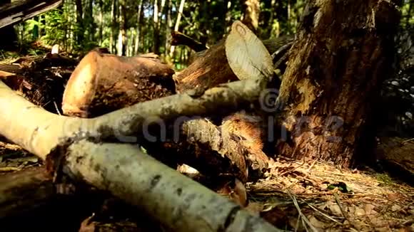 堕落的木头森林的破坏森林里倒塌的树85视频的预览图