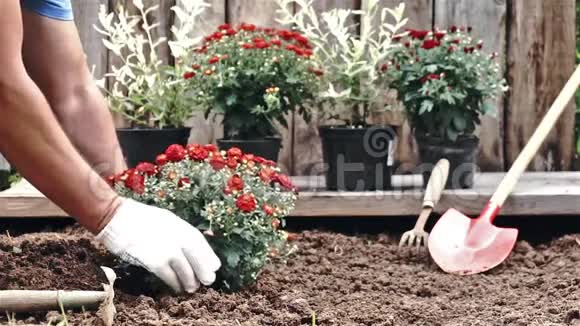 男手戴着防护手套将一丛红菊花种进土里慢动作视频的预览图