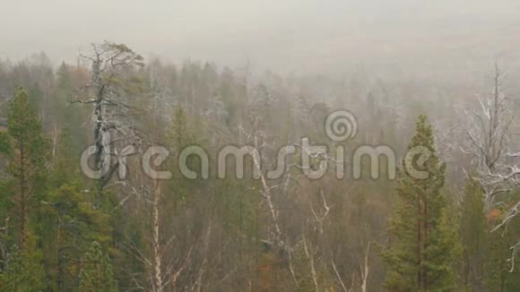 雾慢慢飘过森林视频的预览图