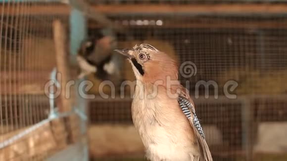笼中装饰啄木鸟的特写视频的预览图