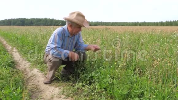 牛仔帽中的老农农业田谷物作物的熟度视频的预览图