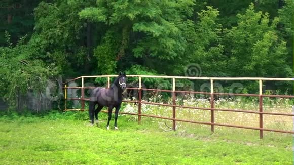 那匹黑马站在绿树背景下的畜栏里视频的预览图
