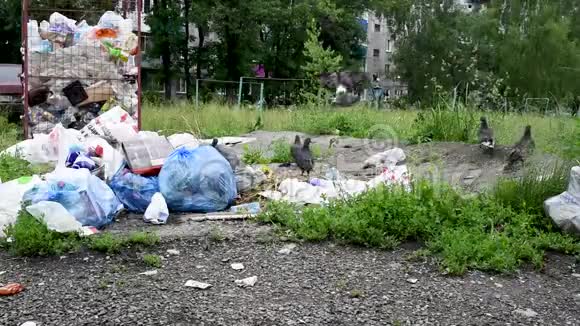 城市里满是鸽子狗和猫的垃圾桶视频的预览图
